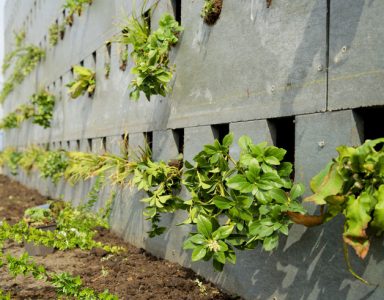 ‘Groene’ DHI subsidie voor duurzame projecten in het buitenland