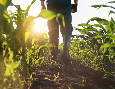Nieuwe regeling voor het vergroten van de biologische landbouw: Vabiola subsidie